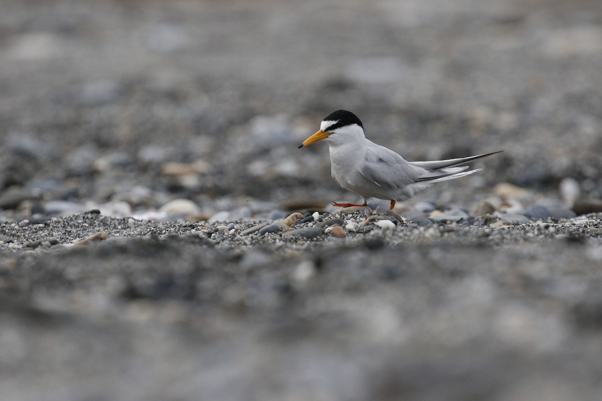 Little Tern - ML621842740