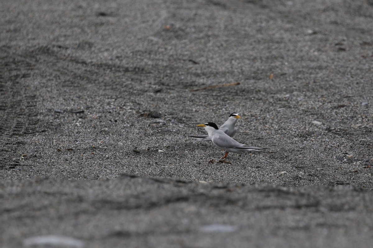 Little Tern - ML621842741