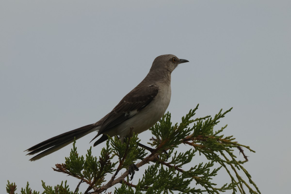 Northern Mockingbird - ML621842747