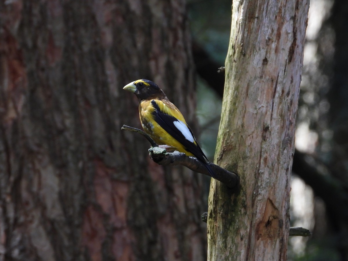 Evening Grosbeak - ML621842748