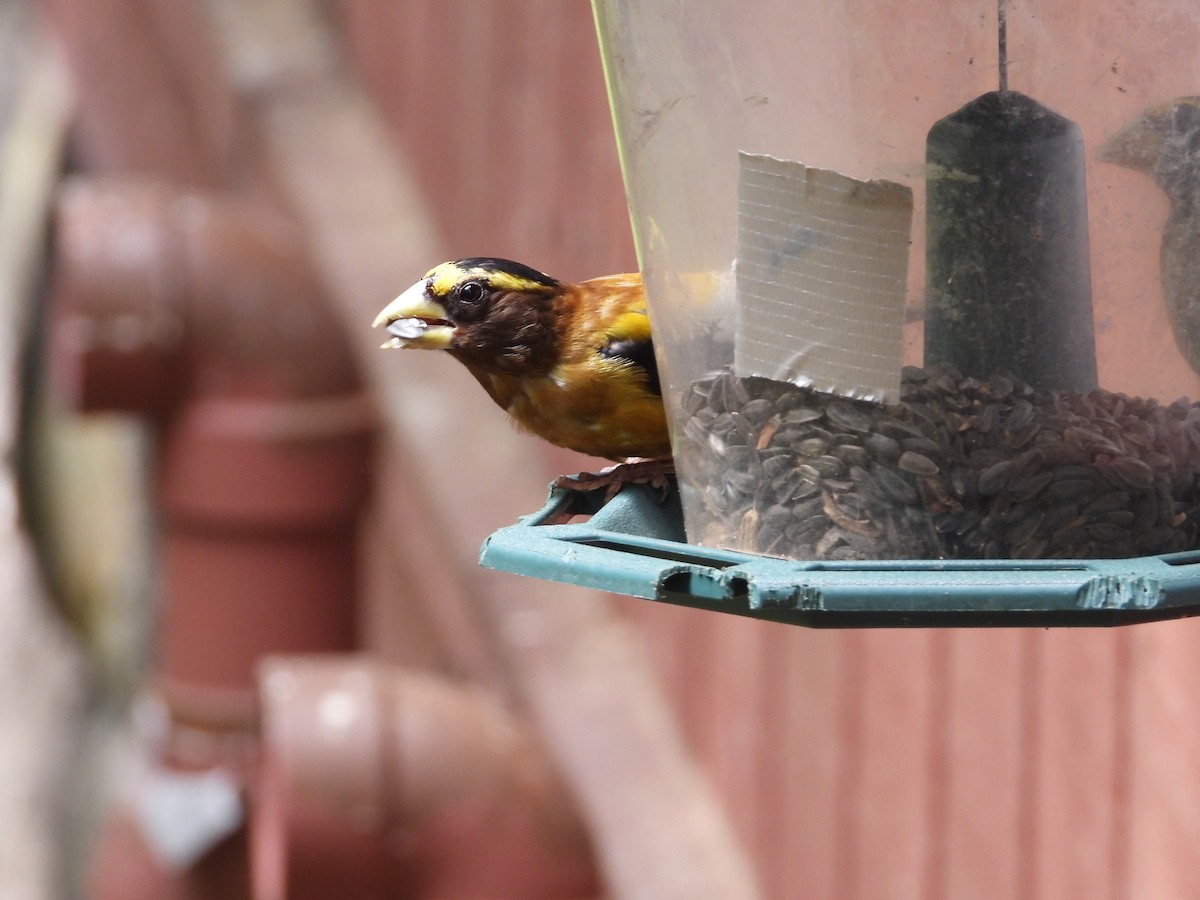 Evening Grosbeak - ML621842749