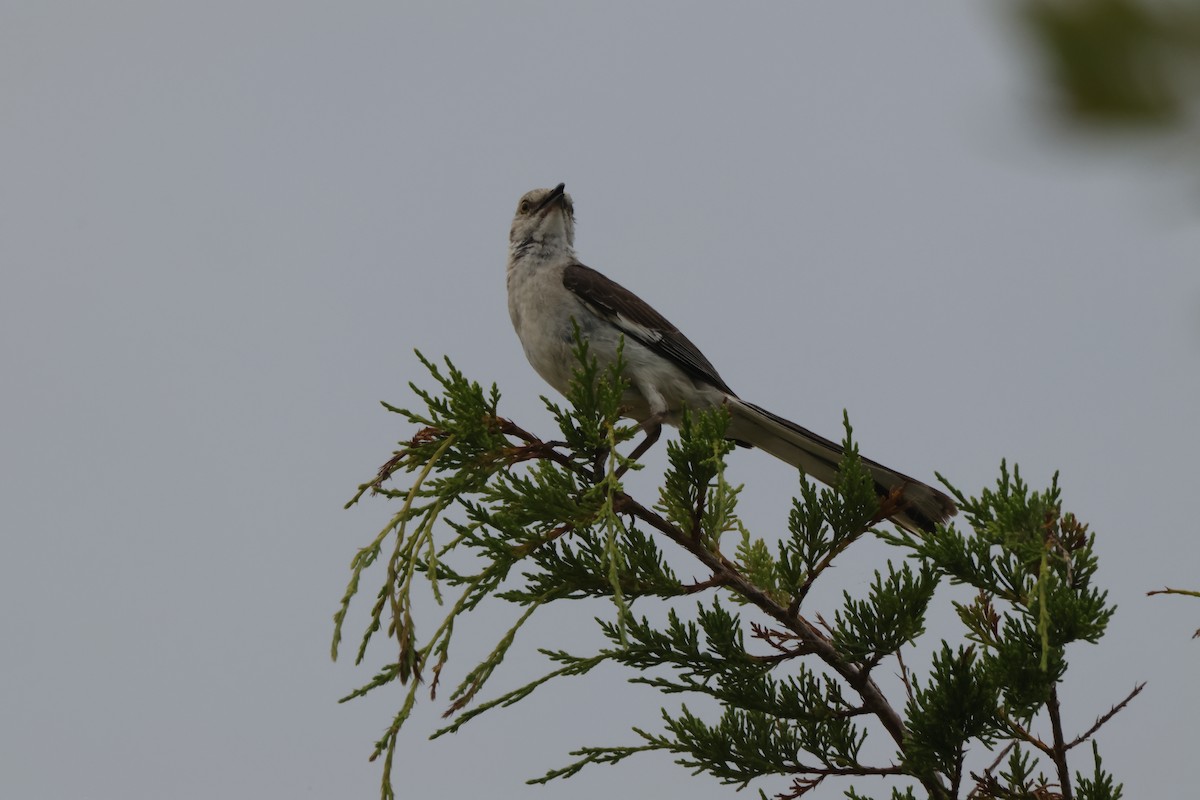 Northern Mockingbird - ML621842767