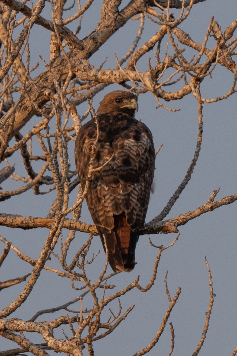 Red-tailed Hawk - ML621842804