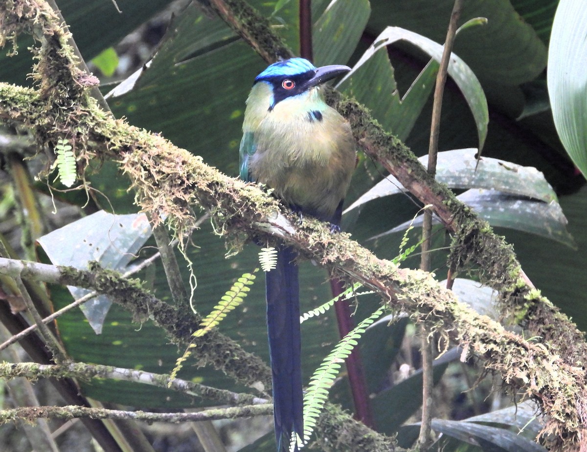 Andean Motmot - ML621842805