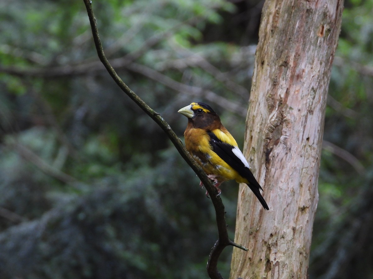 Evening Grosbeak - ML621842817