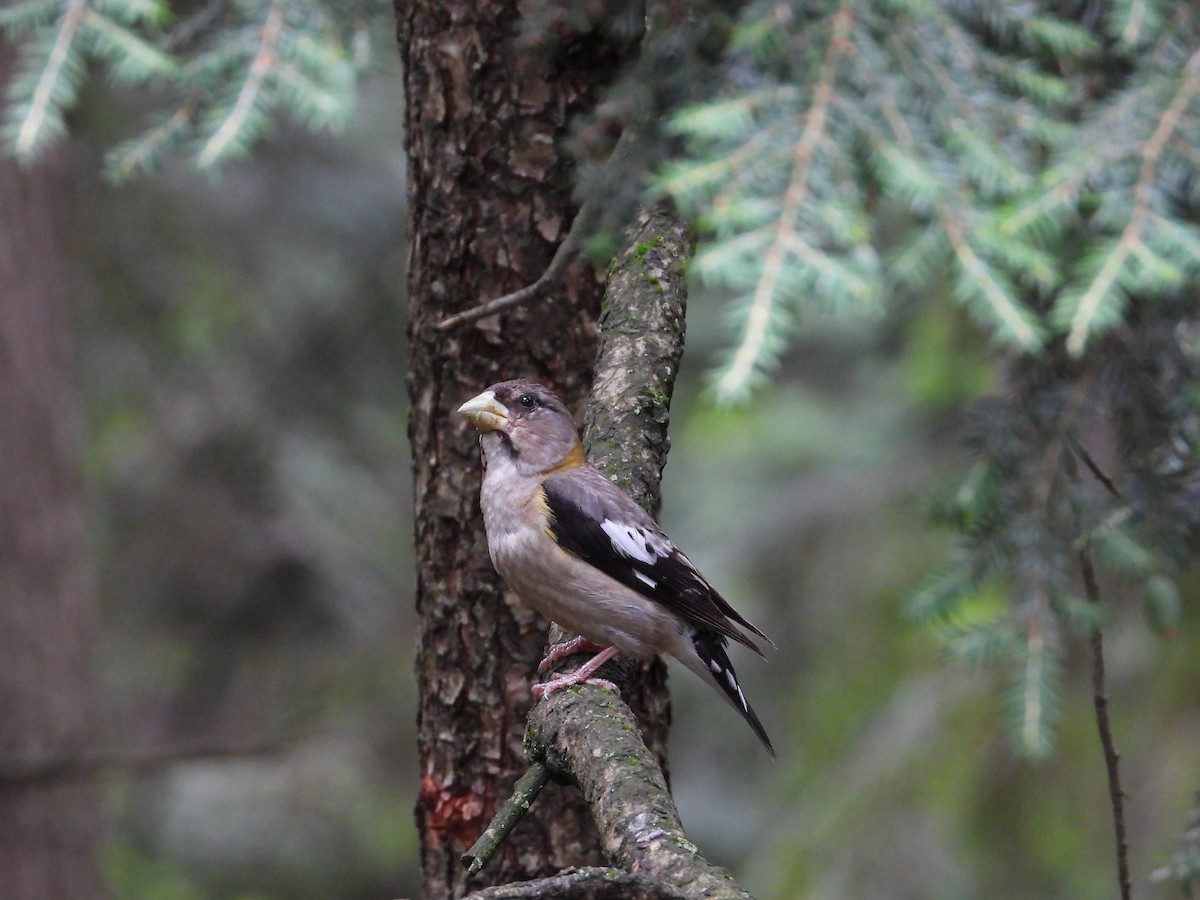 Evening Grosbeak - ML621842818