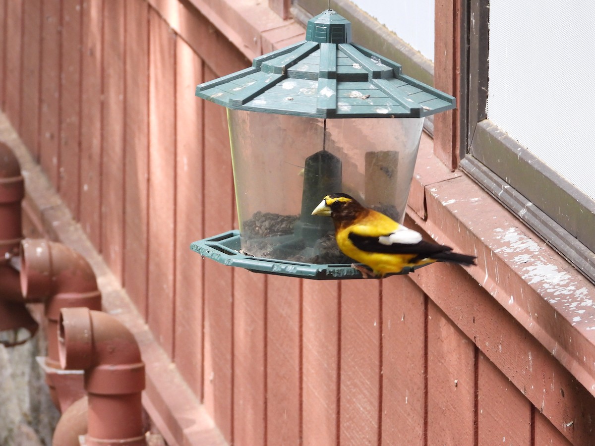 Evening Grosbeak - ML621842820