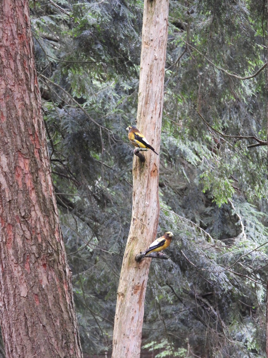 Evening Grosbeak - ML621842836