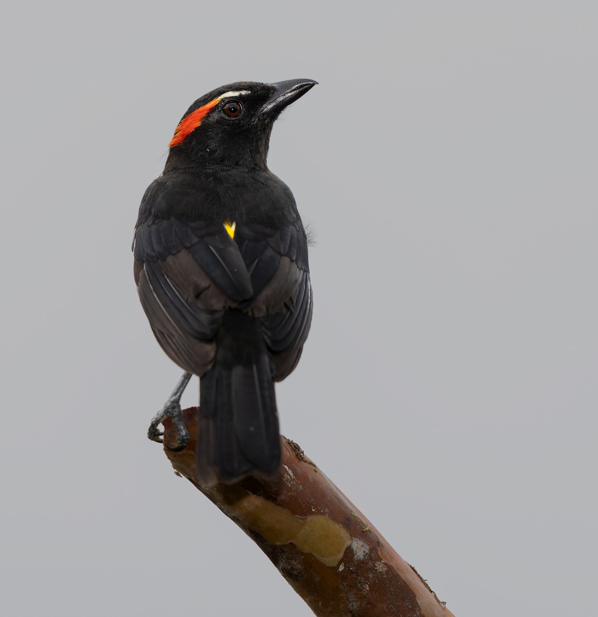 Scarlet-browed Tanager - ML621842856