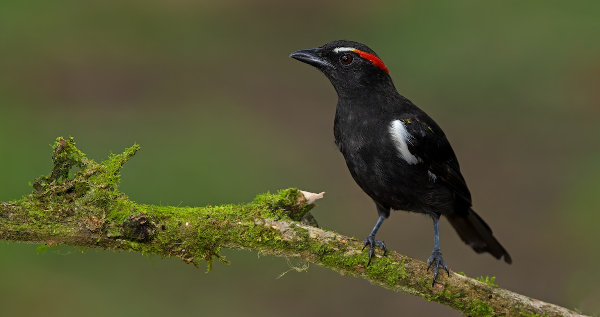 Scarlet-browed Tanager - ML621842858