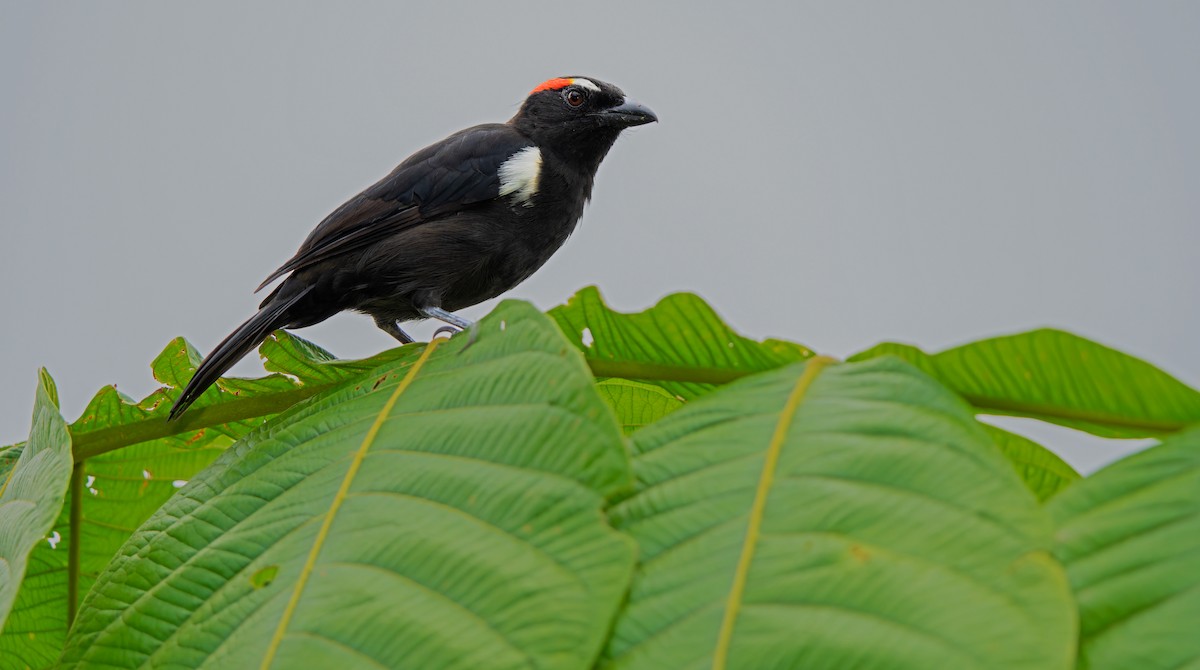 Scarlet-browed Tanager - ML621842861