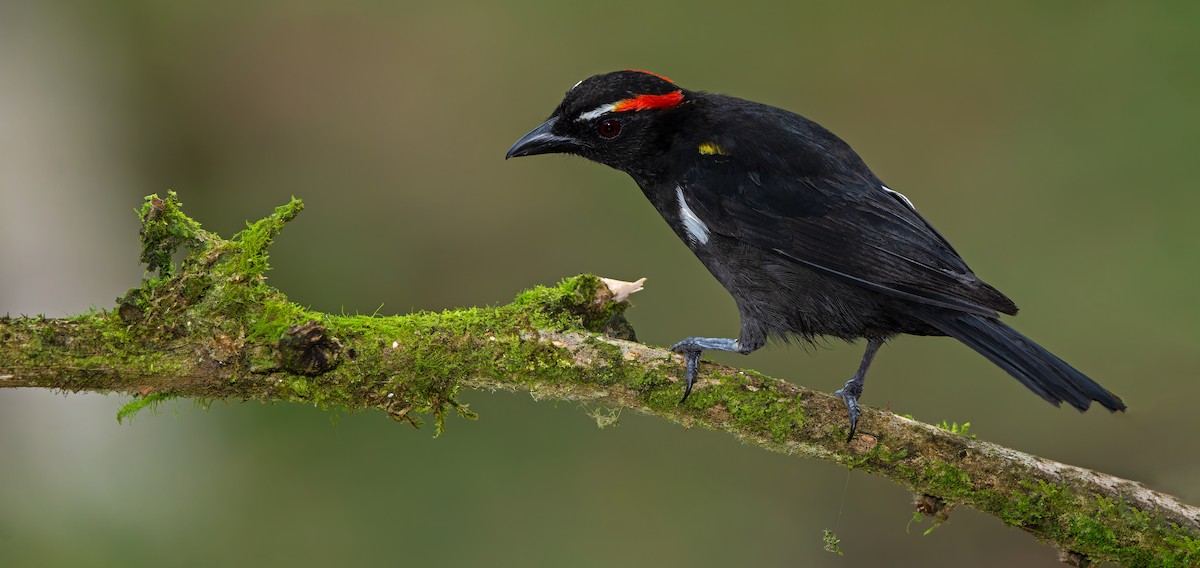 Scarlet-browed Tanager - ML621842863