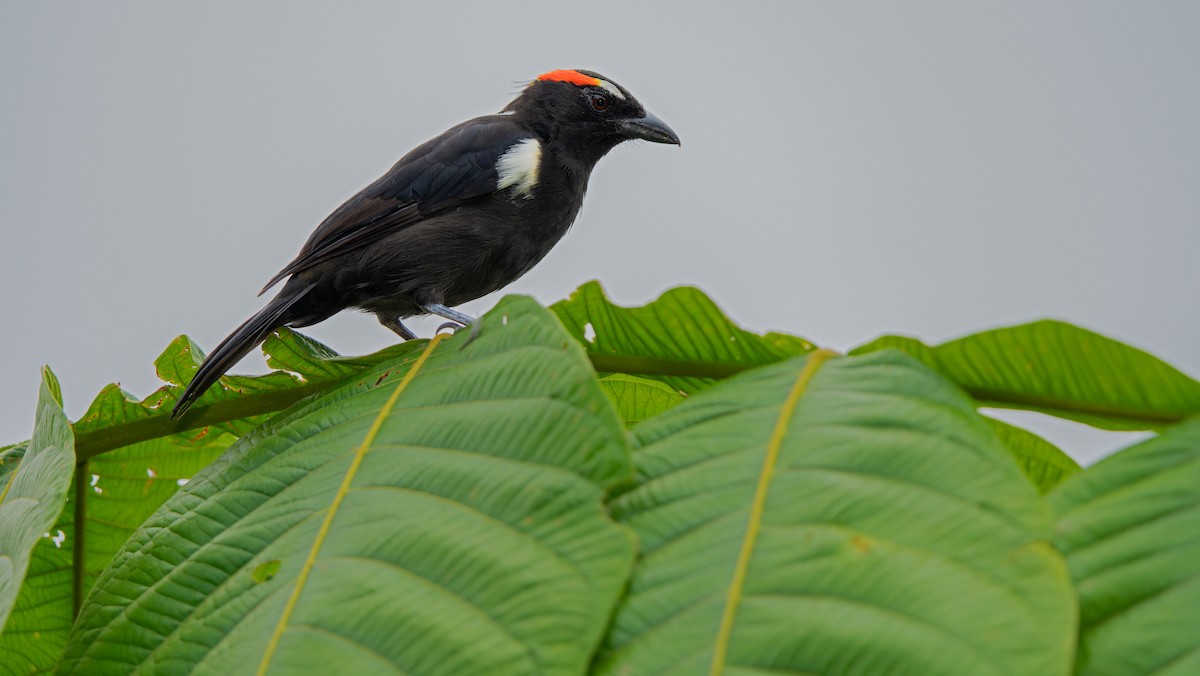 Scarlet-browed Tanager - ML621842864