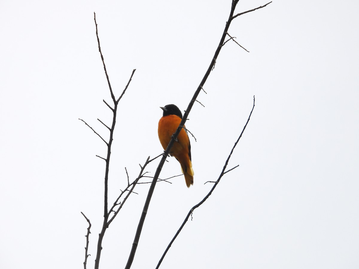 Baltimore Oriole - ML621842875