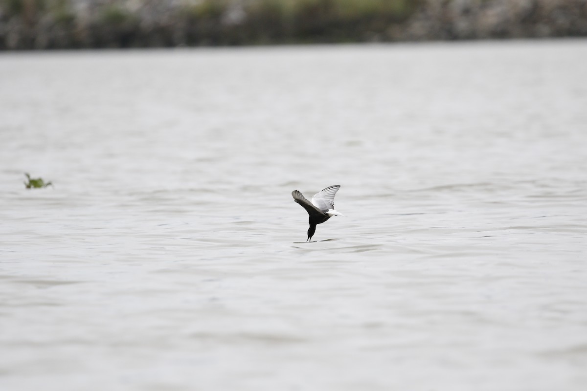 White-winged Tern - ML621842876