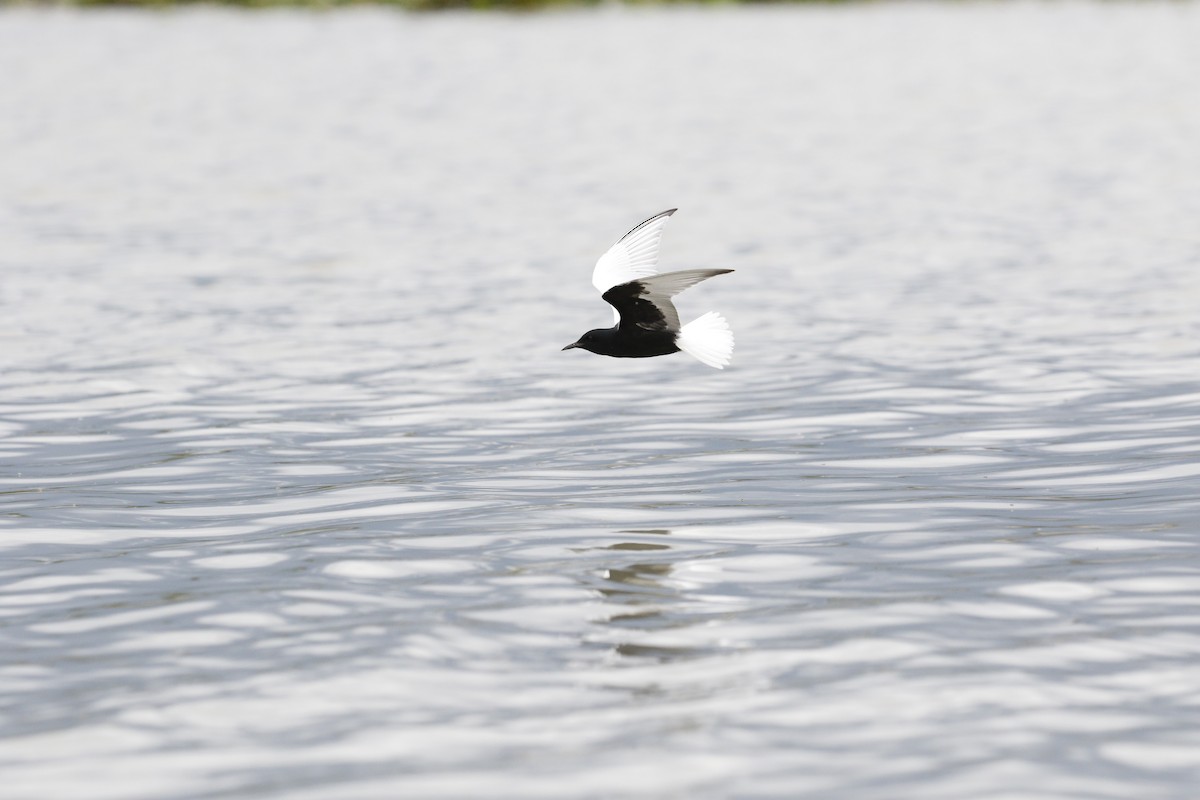 White-winged Tern - ML621842877