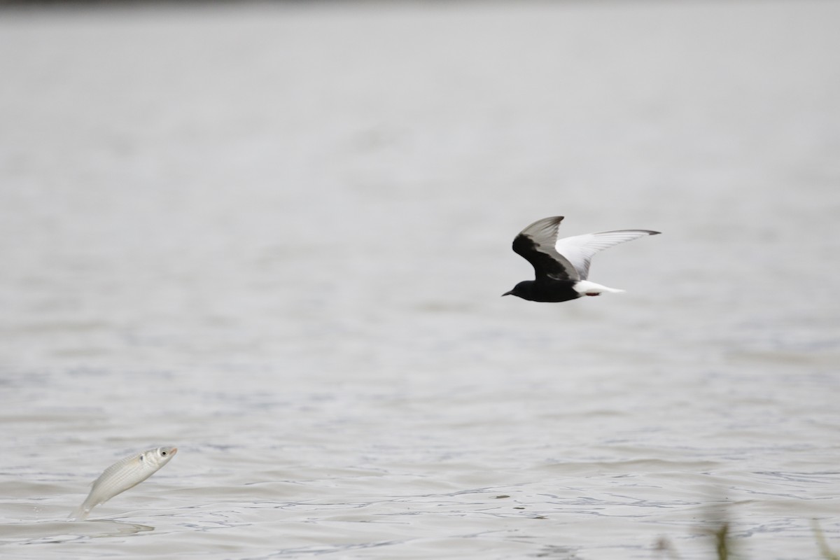 White-winged Tern - ML621842878