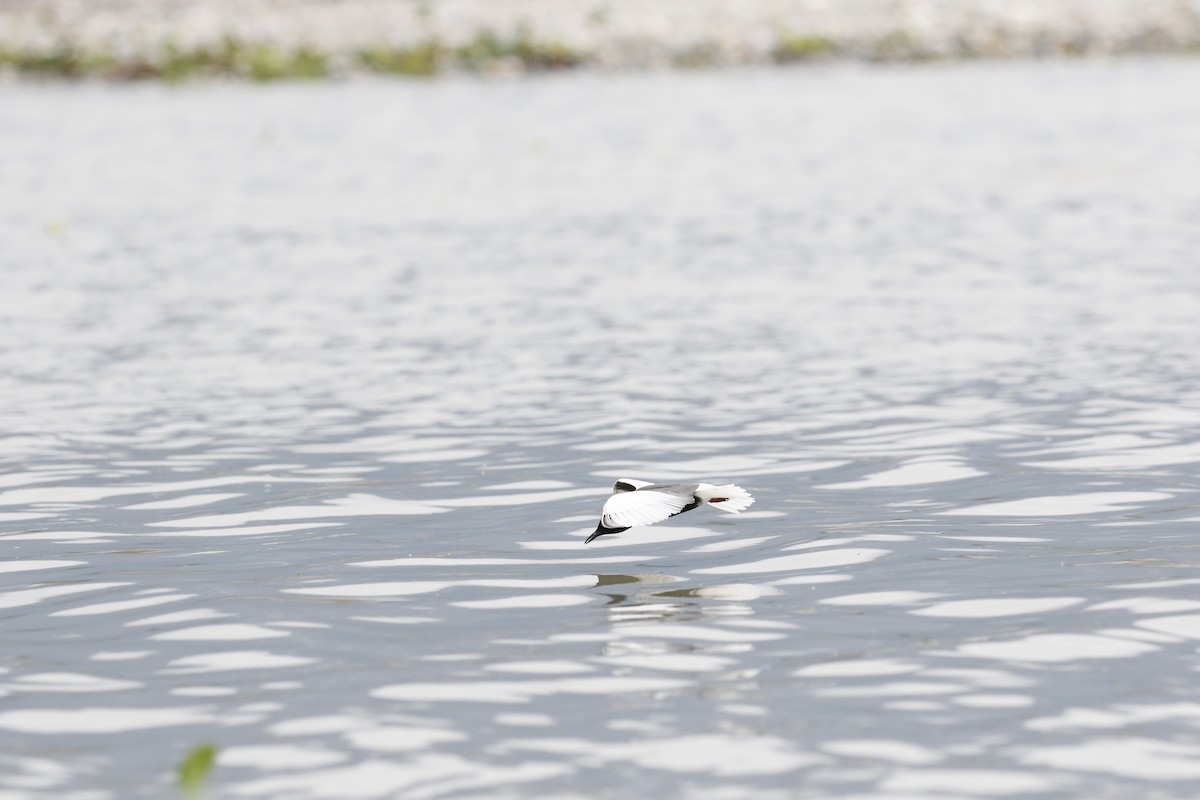 White-winged Tern - ML621842879