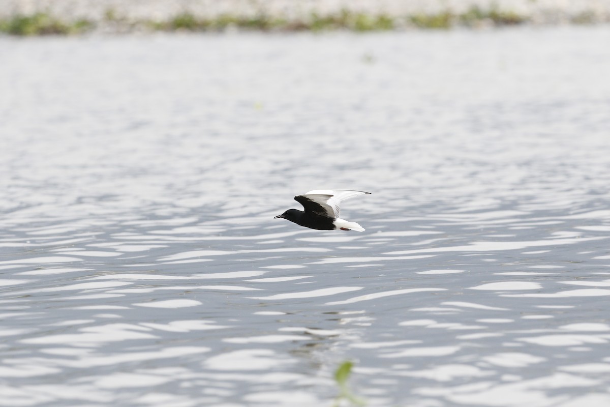 White-winged Tern - ML621842880