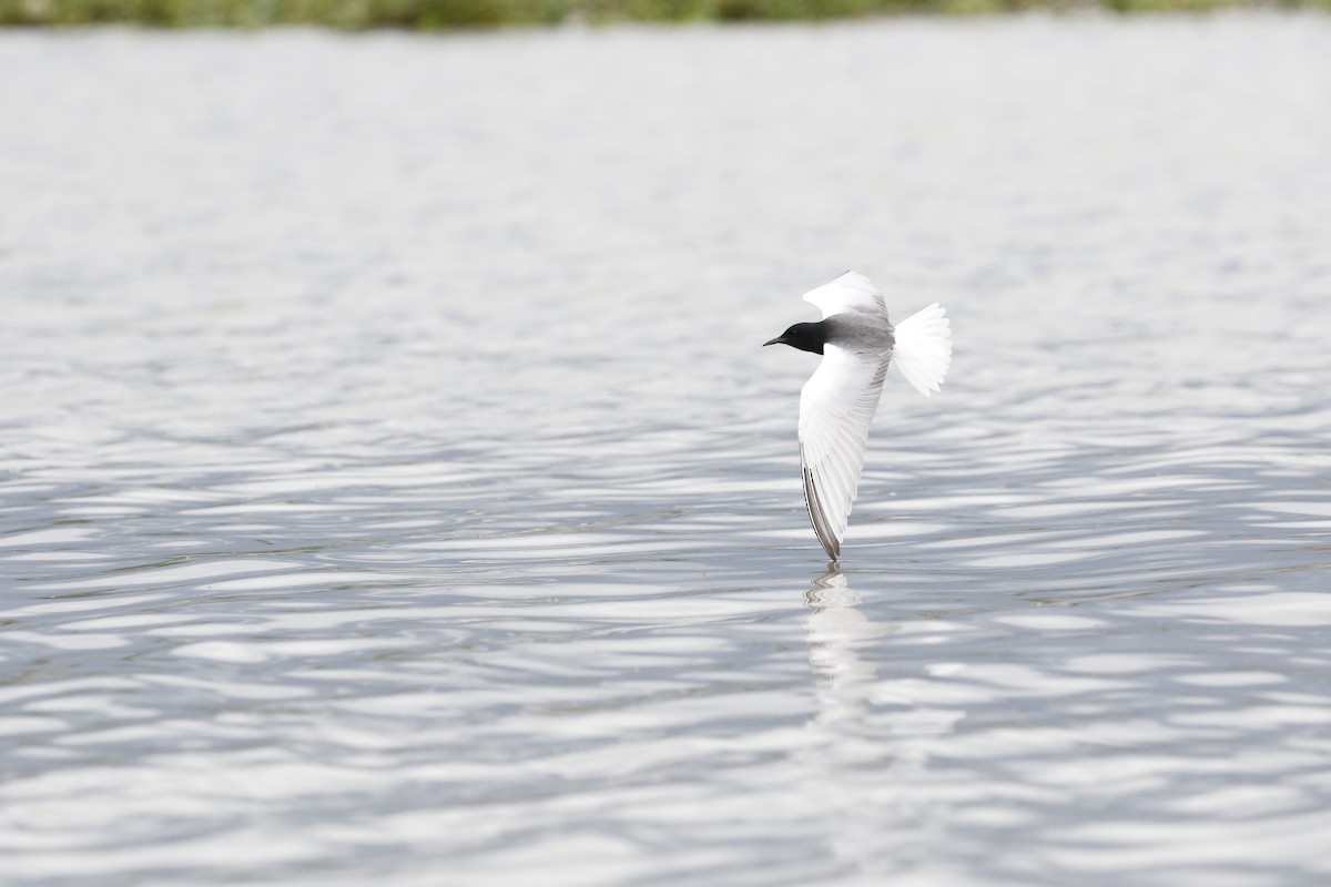 White-winged Tern - ML621842881