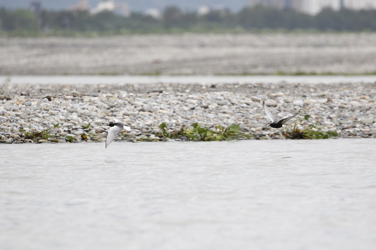 White-winged Tern - ML621842882