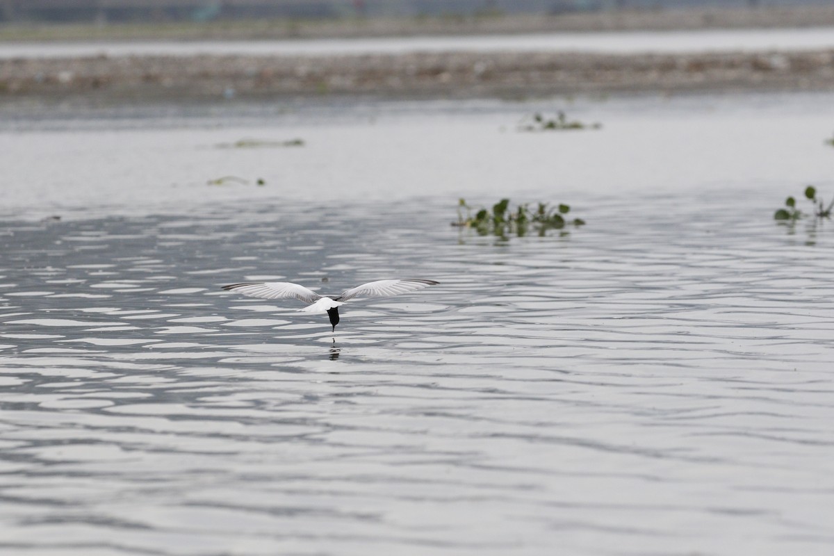 White-winged Tern - ML621842883