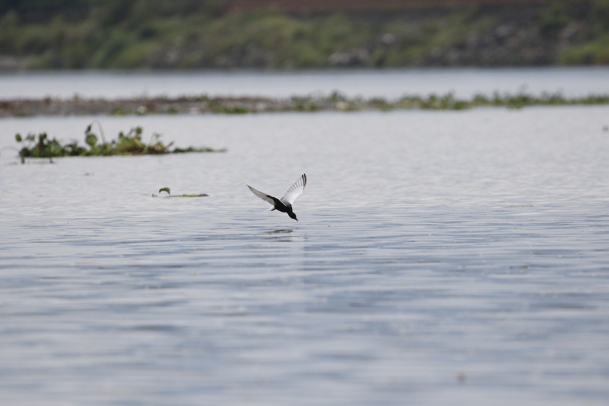 White-winged Tern - ML621842884