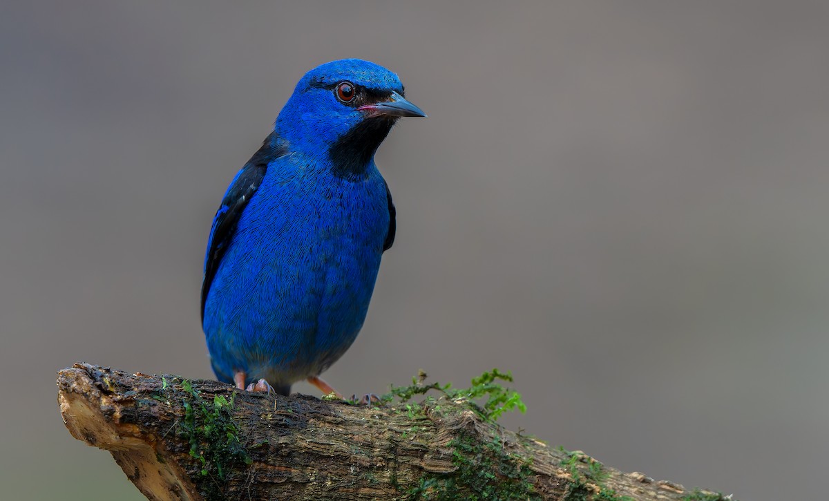 Dacnis bleu - ML621842907