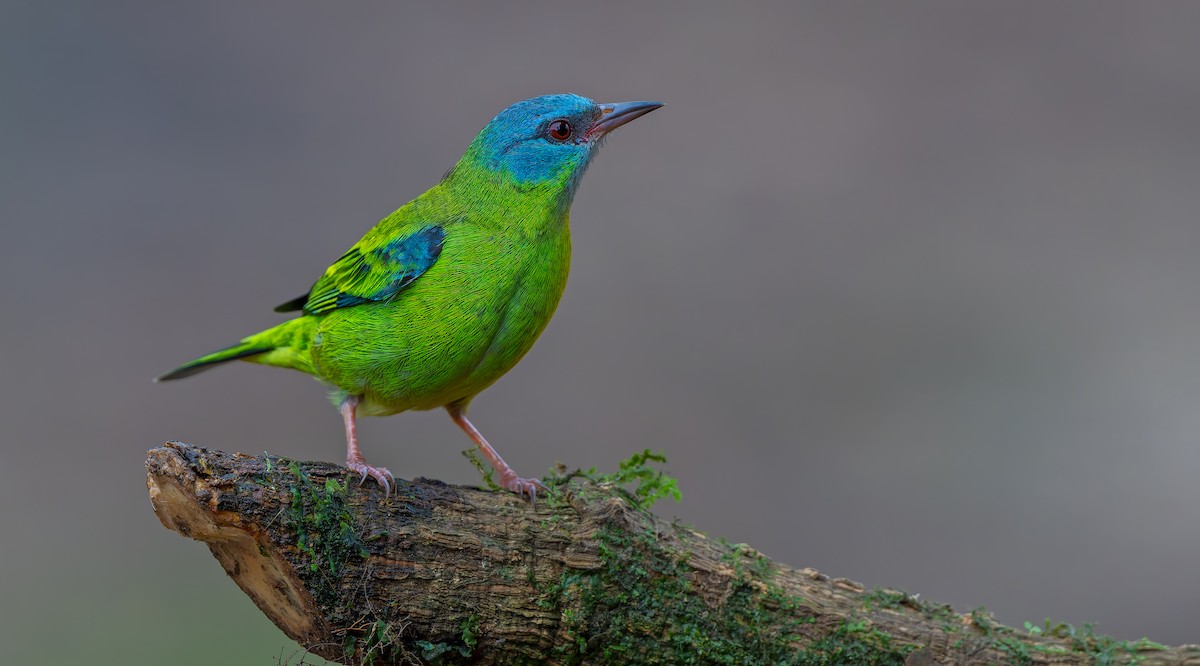 Dacnis Azul - ML621842909