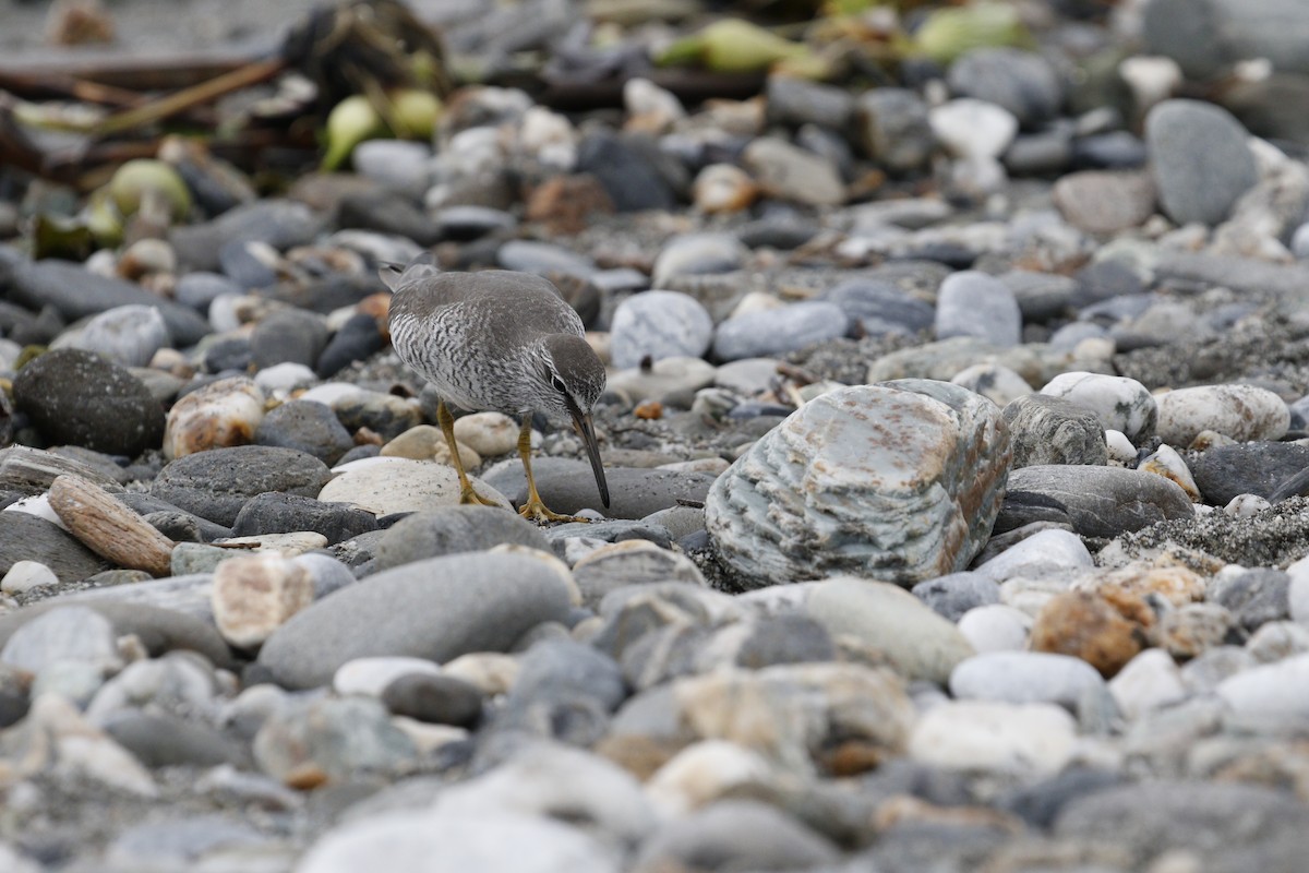 Gray-tailed Tattler - ML621842934