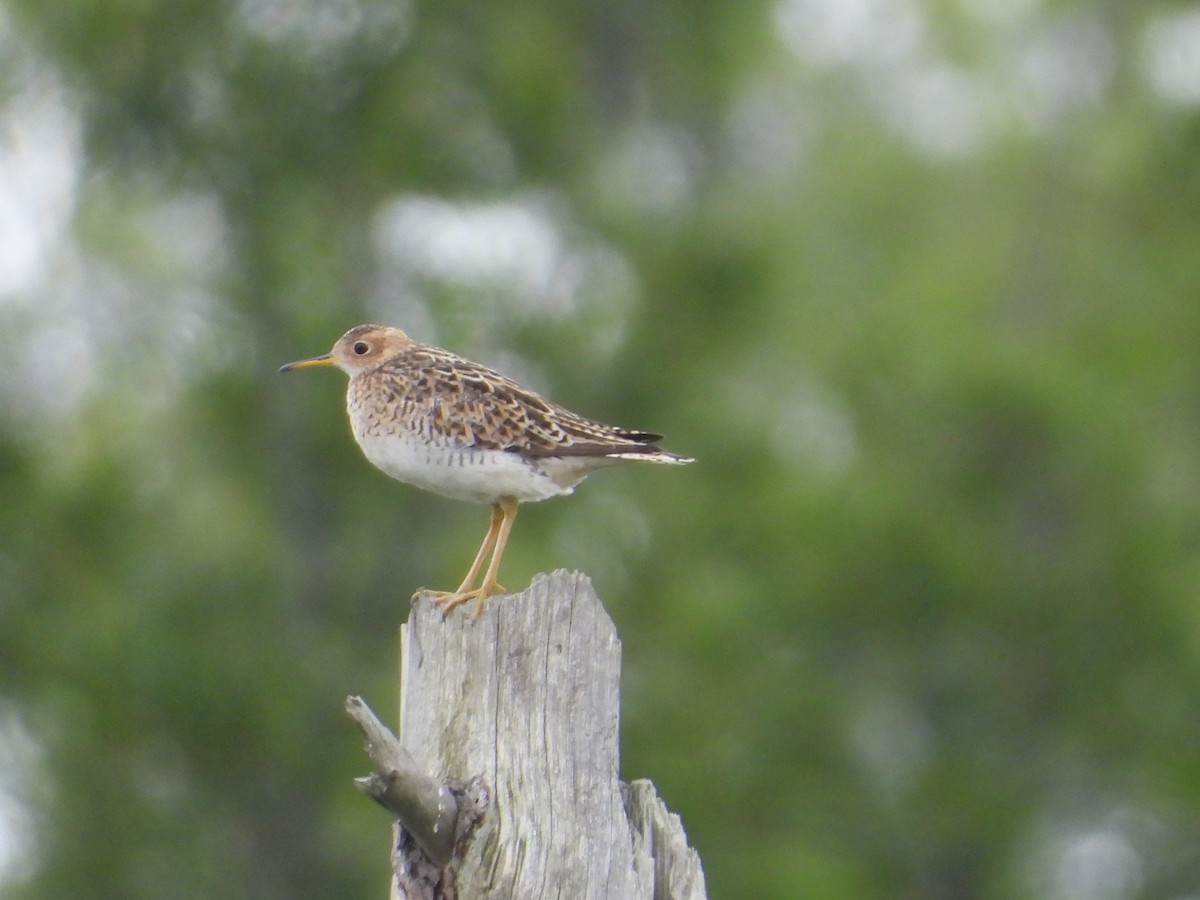 Upland Sandpiper - ML621842942