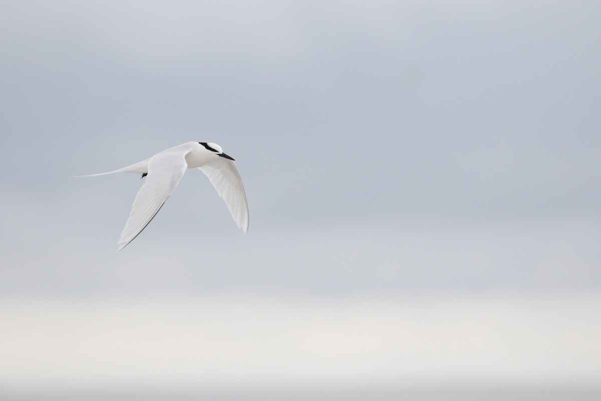 Black-naped Tern - ML621842948