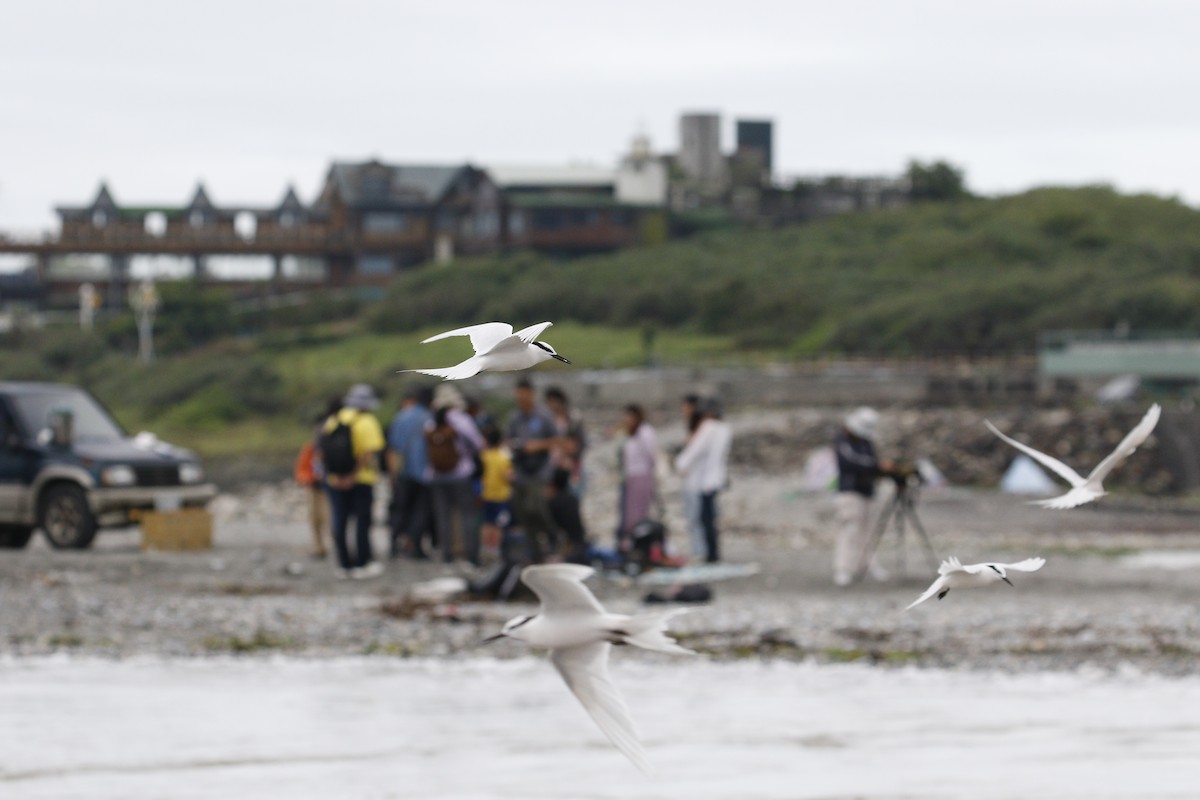 Black-naped Tern - ML621842949