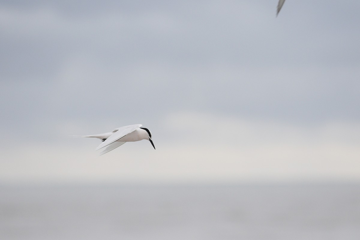 Black-naped Tern - ML621842950