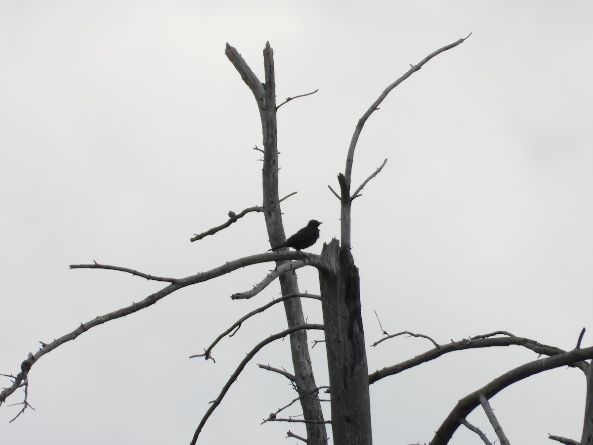 Brewer's Blackbird - ML621842968