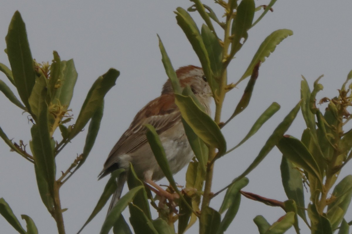 Field Sparrow - ML621842970