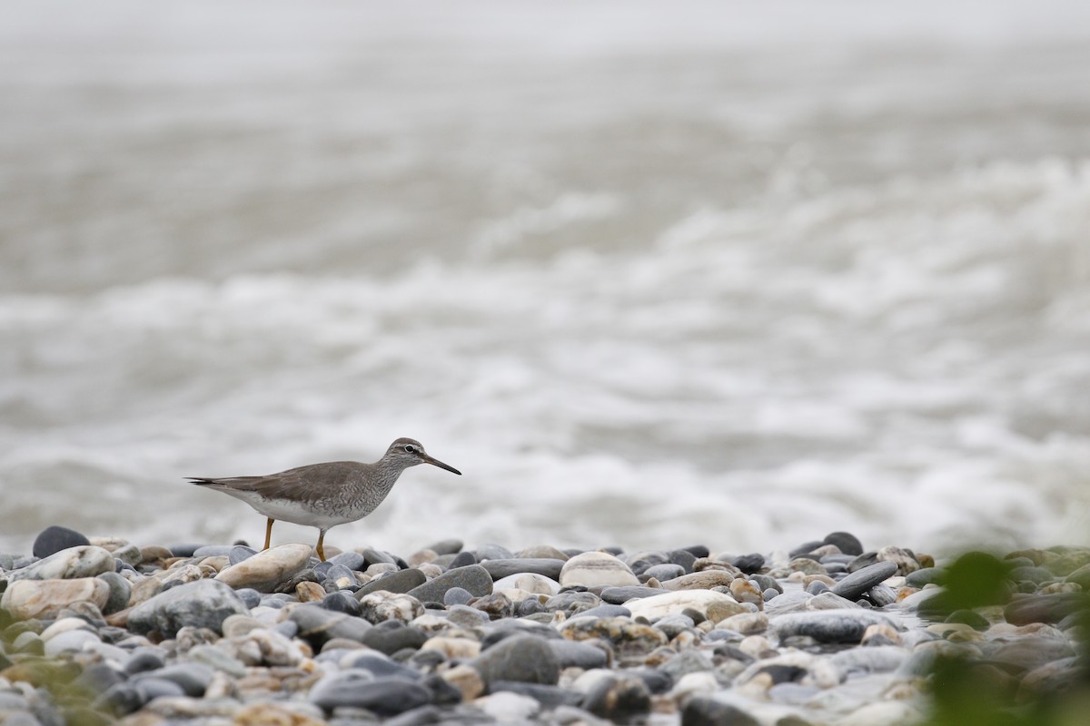 Gray-tailed Tattler - ML621843028