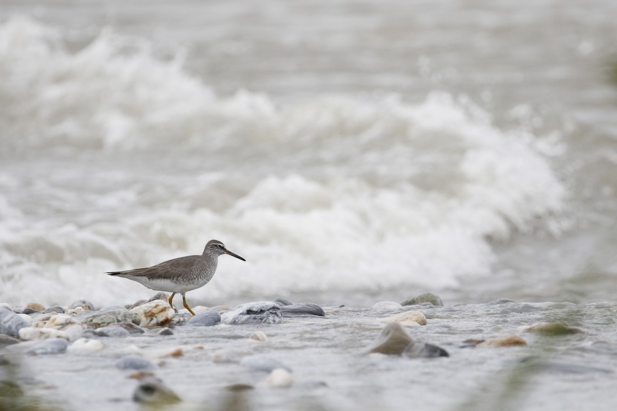 Gray-tailed Tattler - ML621843029