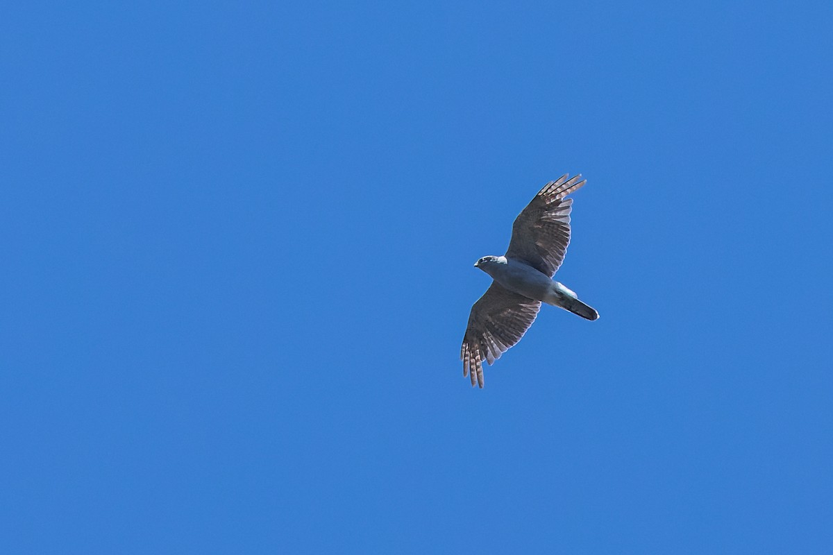 American Goshawk - ML621843087