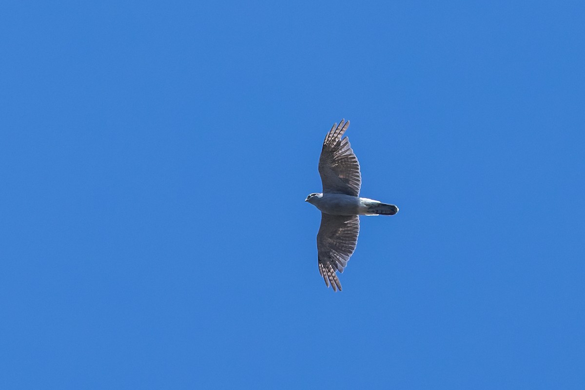 American Goshawk - ML621843093