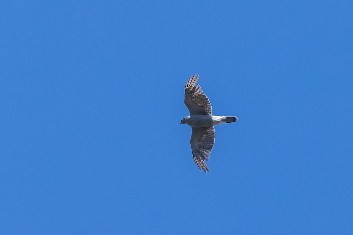 American Goshawk - ML621843095