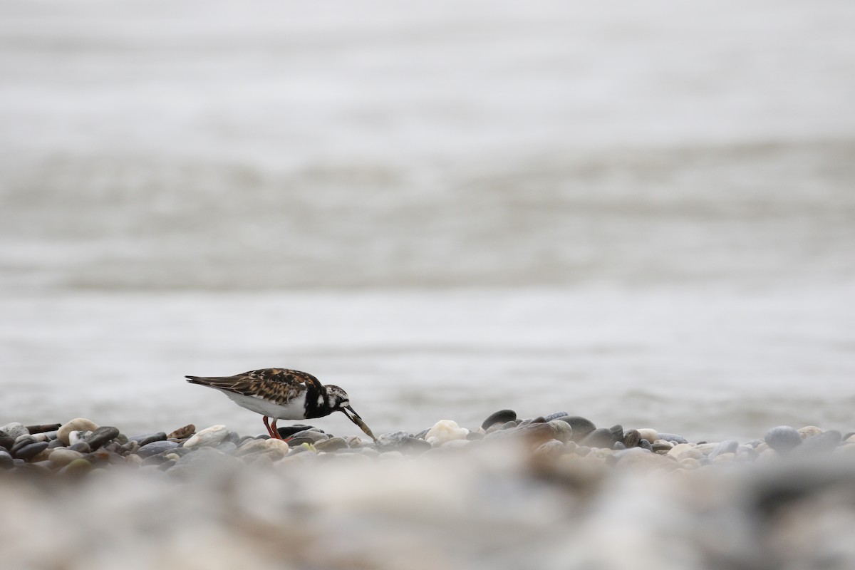 Ruddy Turnstone - ML621843112