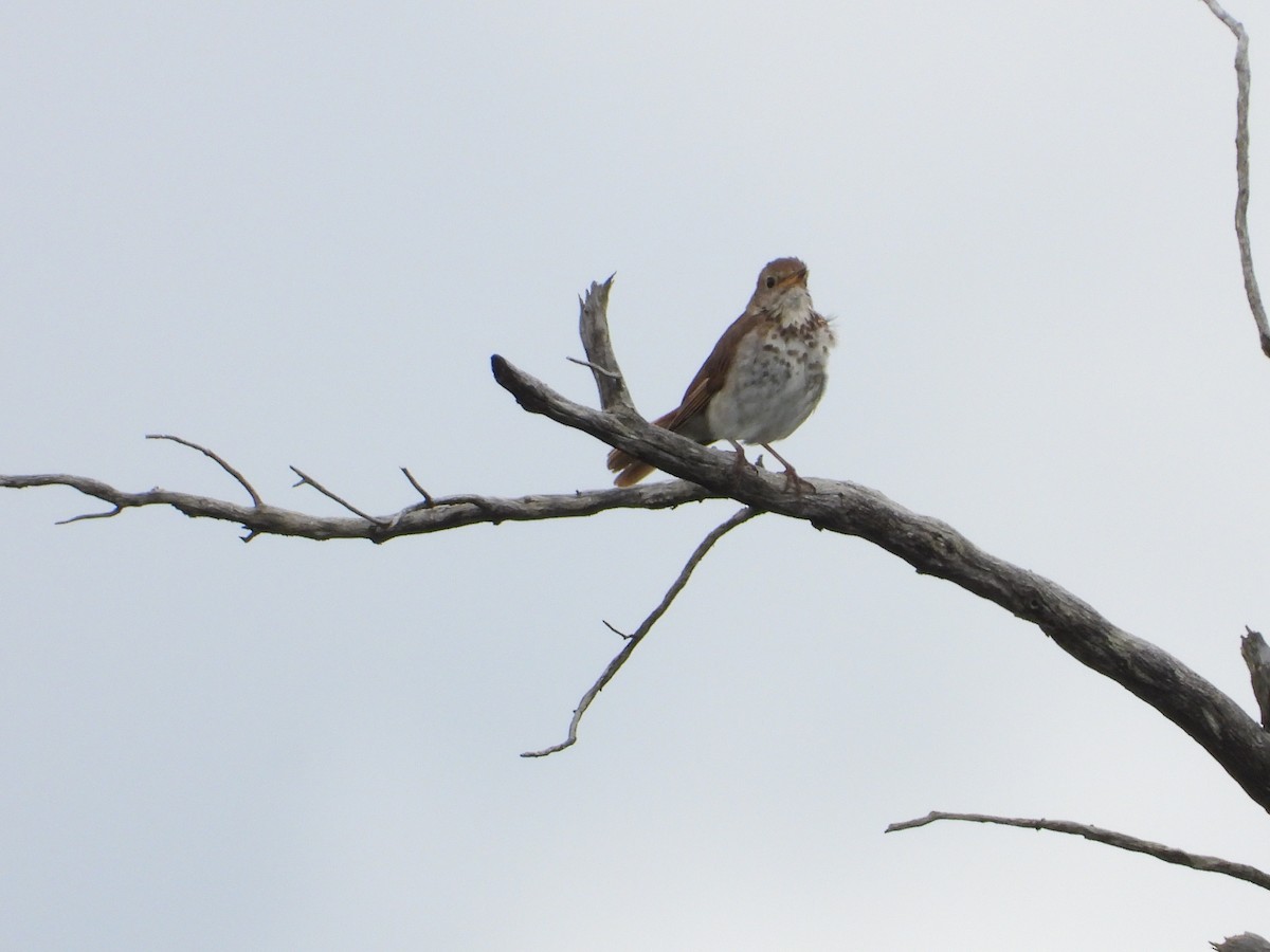 Hermit Thrush - ML621843114