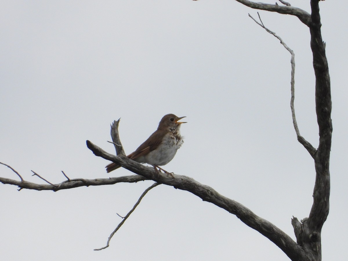 Hermit Thrush - Ezekiel  Van