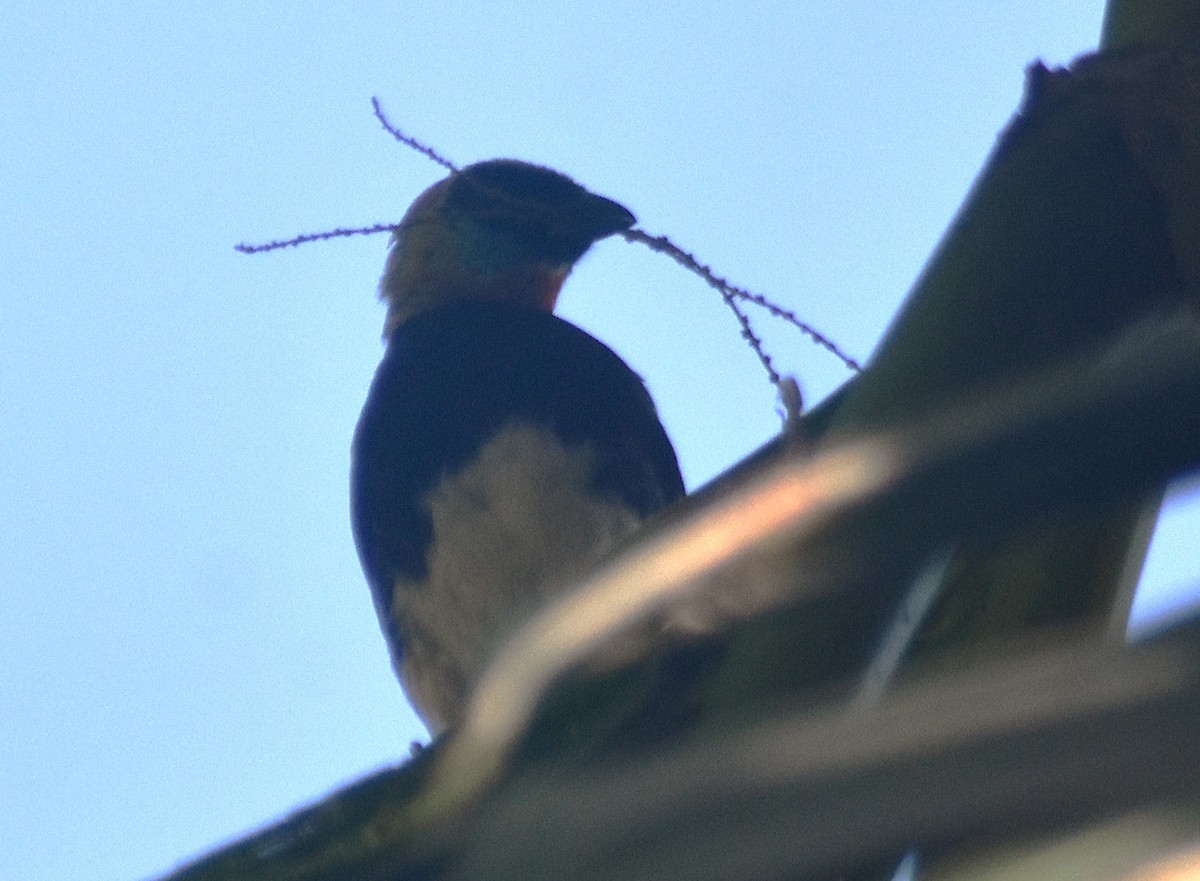 Golden-hooded Tanager - ML621843145