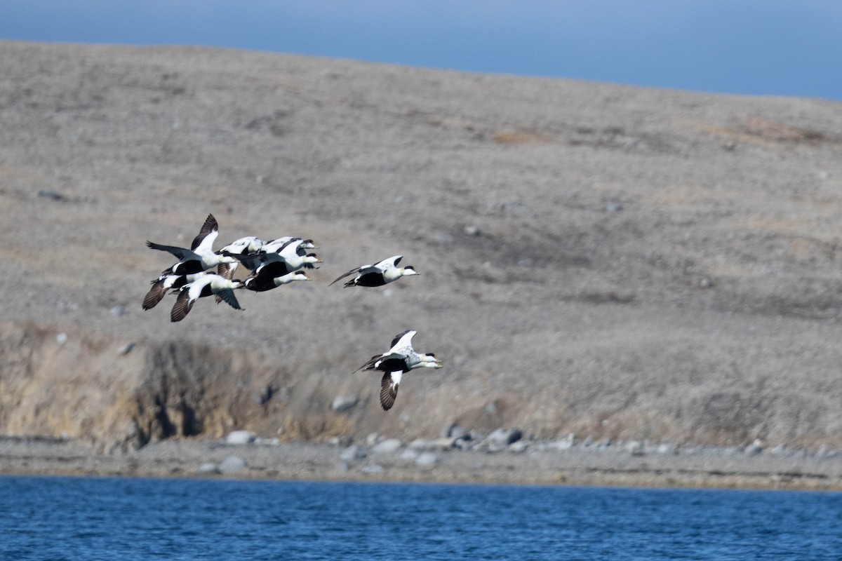 Common Eider - Samanvitha Rao