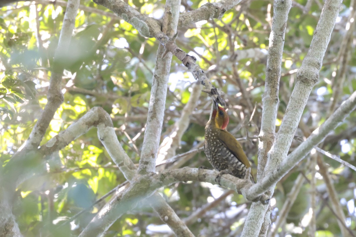 White-throated Woodpecker - ML621843184