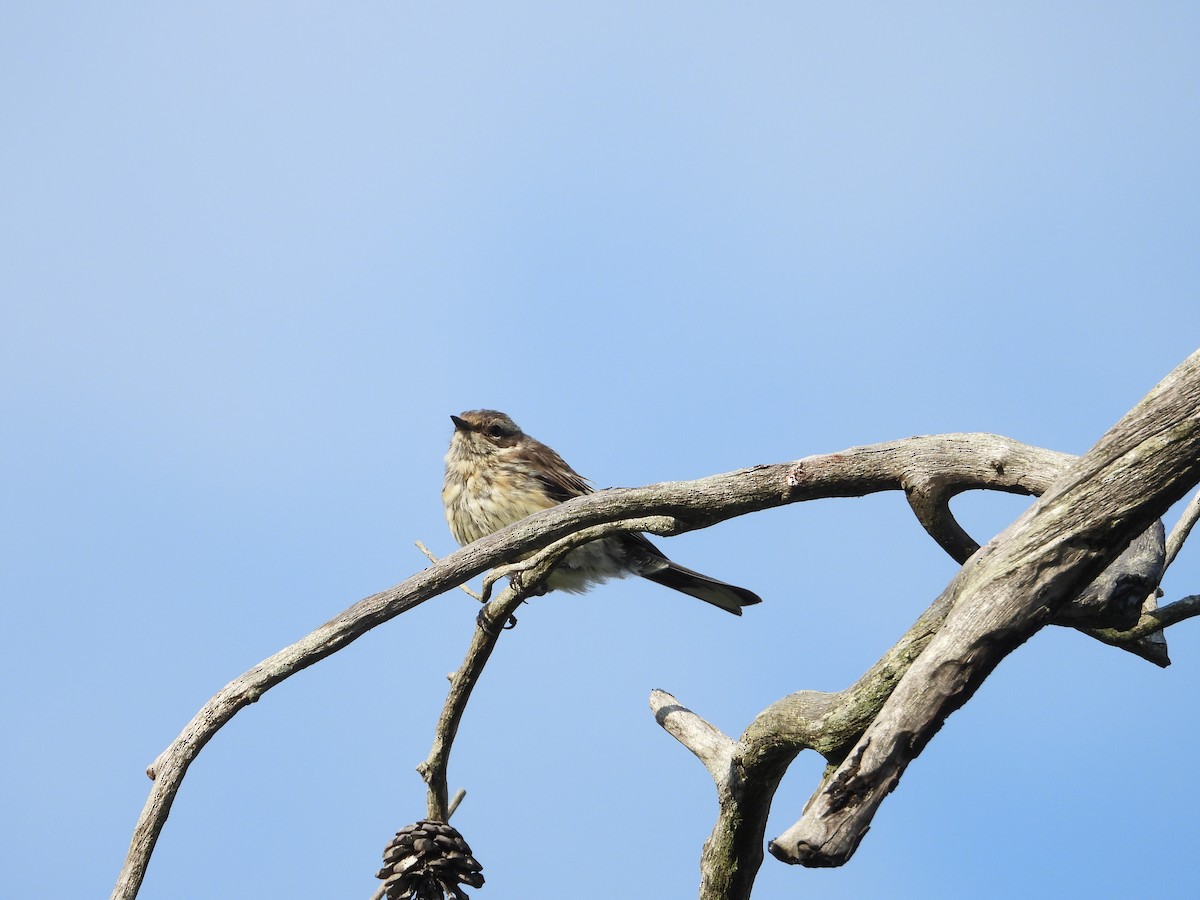 Yellow-rumped Warbler (Myrtle) - ML621843191