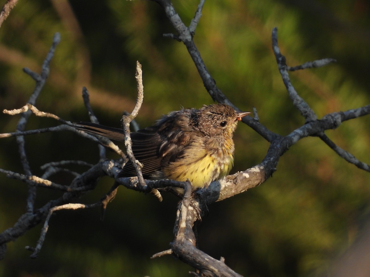 Kirtland's Warbler - ML621843228