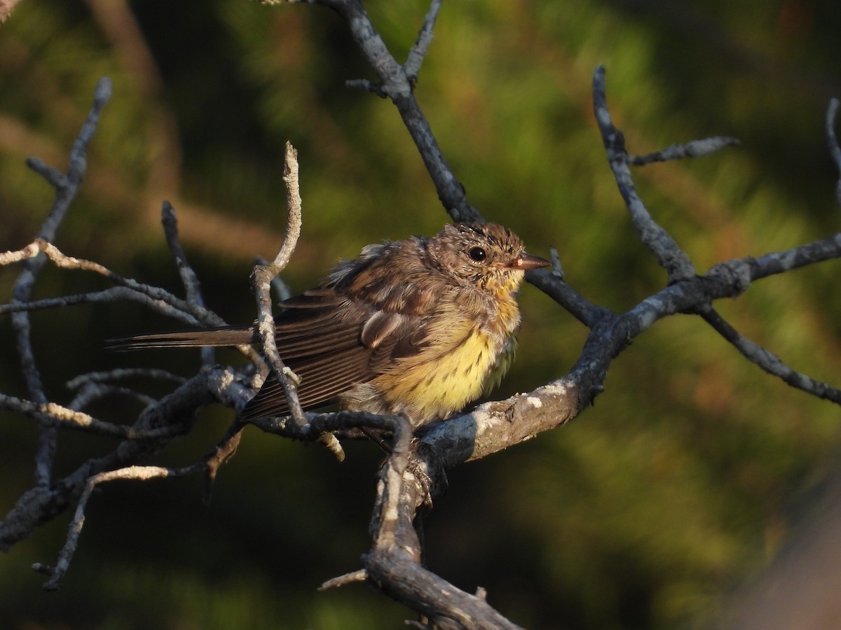 Kirtland's Warbler - ML621843229